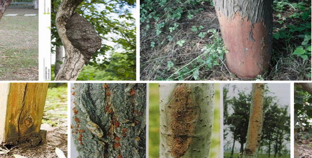 关于树木的白蚁防治|白蚁防治|白蚁预防|灭白蚁